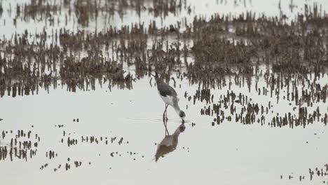 Close-shot-of-a--Stilt-Walker