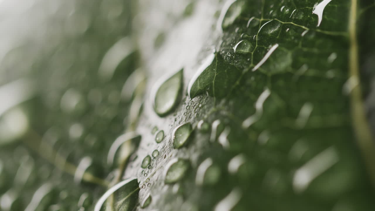 micro vídeo de primer plano de hojas y gotas de agua con espacio para copiar
