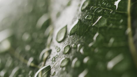 micro video of close up of leaves and water drops with copy space