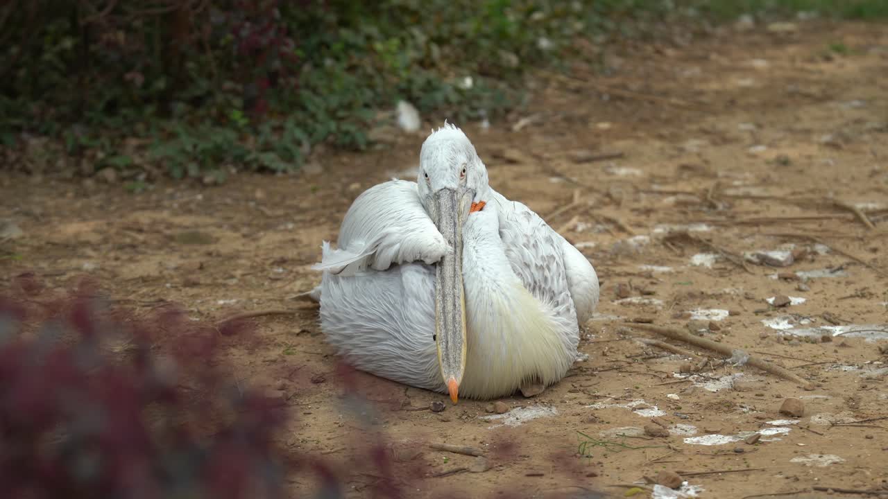 A Bird at a zoo trying to sleep as it looks into the camera
