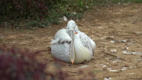 a bird at a zoo trying to sleep as it looks into the camera