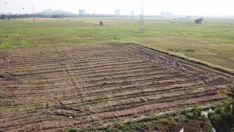 los cuervos y las garzas vuelan en el campo de arroz.