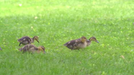 baby ducklings waddle through the green grass