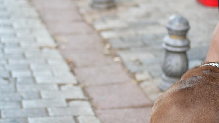Un cane marrone è seduto al guinzaglio su un marciapiede