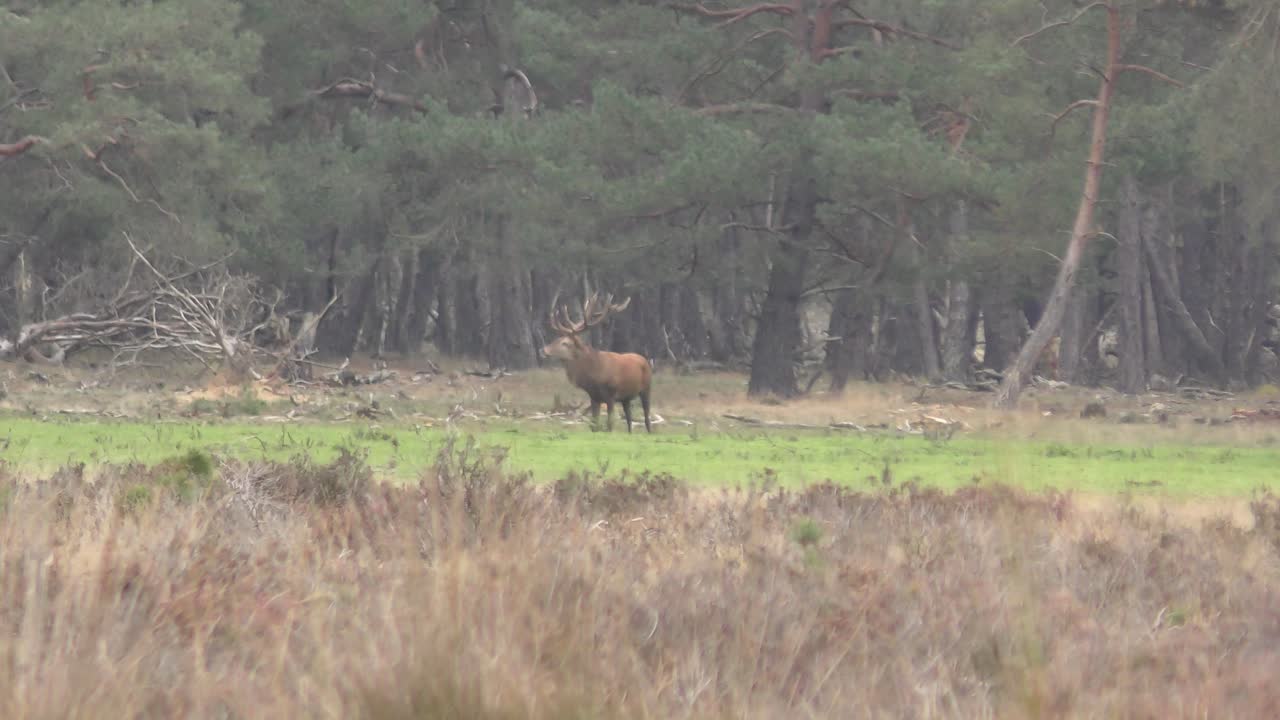 alce parado solo en un pequeño trozo de hierba rodeado de pinares, el alce se inclina para comer hierba después de mirar directamente a la cámara