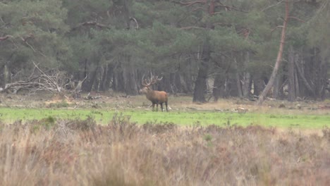 elk standing alone on small patch of grass surrounded by pineforest, the elk bends down to eat grass after looking straight at the camera