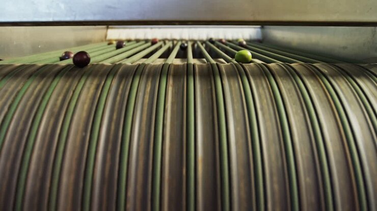 Olives on conveyor belt in machine 4k