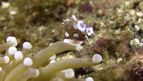 Junge,-Vielfleckige-Süßlippe-Schwimmt-Mit-Gesenktem-Kopf-Und-Führt-Tanzähnliche-Bewegungen-In-Der-Nähe-Einer-Seeanemone-Mit-Weißer-Spitze-Aus