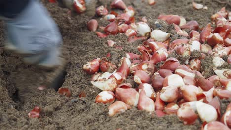 planting tulip bulbs in the garden