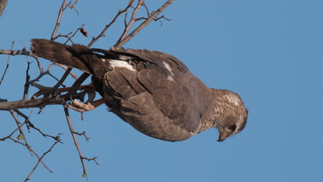 Vertikal---Unreifer,-Blasser,-Singender-Habicht,-Der-Vor-Blauem-Himmel-Sitzt