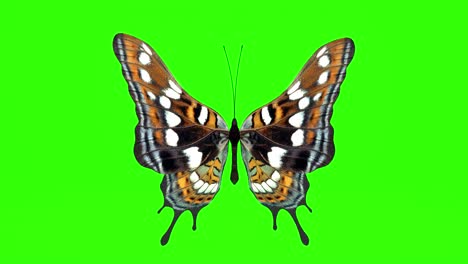 exotic butterfly green screen 3d rendering animation.