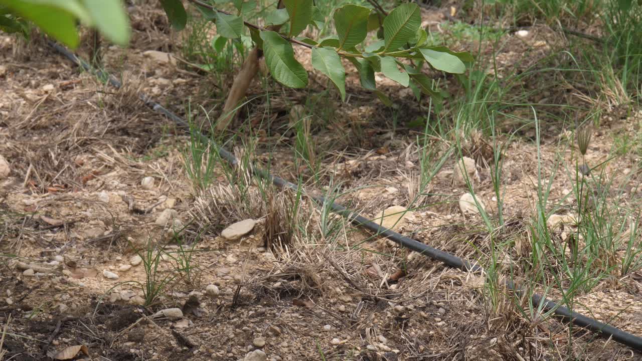 invernadero con plantas de pimiento orgánico y sistema de riego por goteo