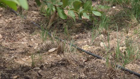 Invernadero-Con-Plantas-De-Pimiento-Orgánico-Y-Sistema-De-Riego-Por-Goteo