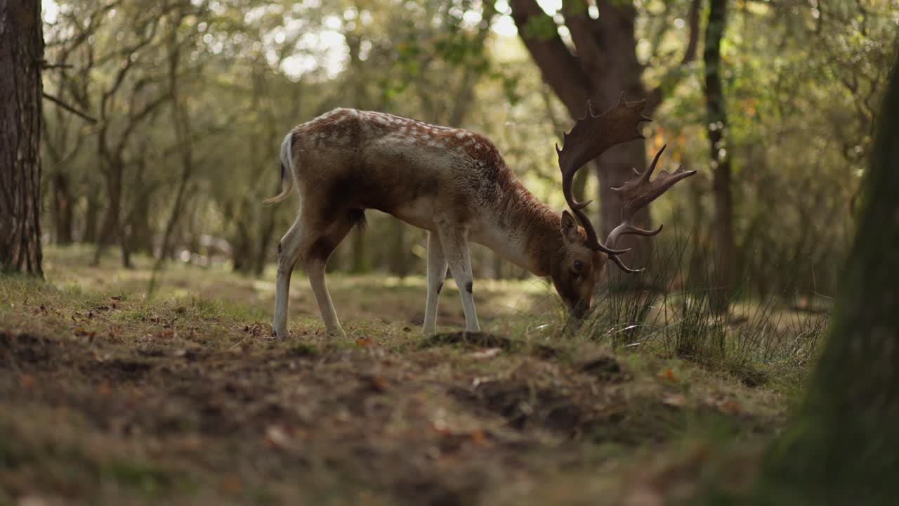 ciervos en barbecho en un bosque