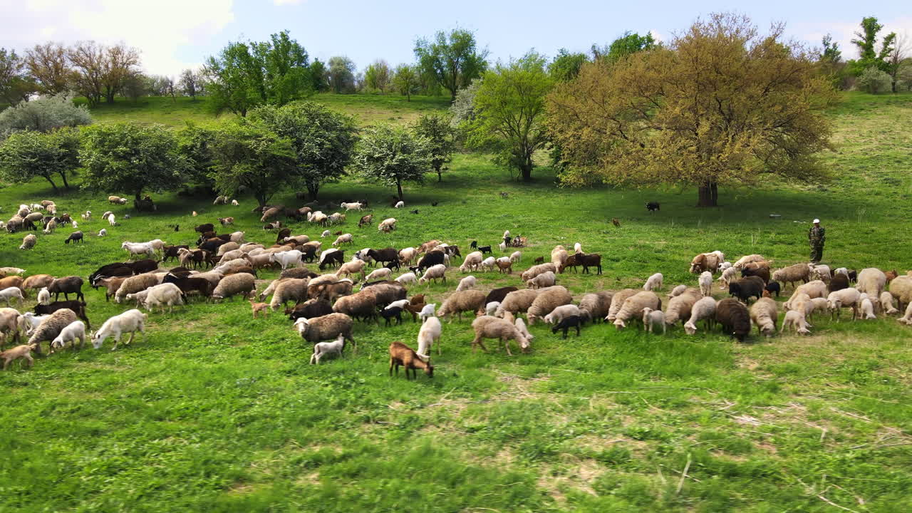 Vista aerea da drone di pecore e capre al pascolo in una radura con erba verde e alberi in Moldavia