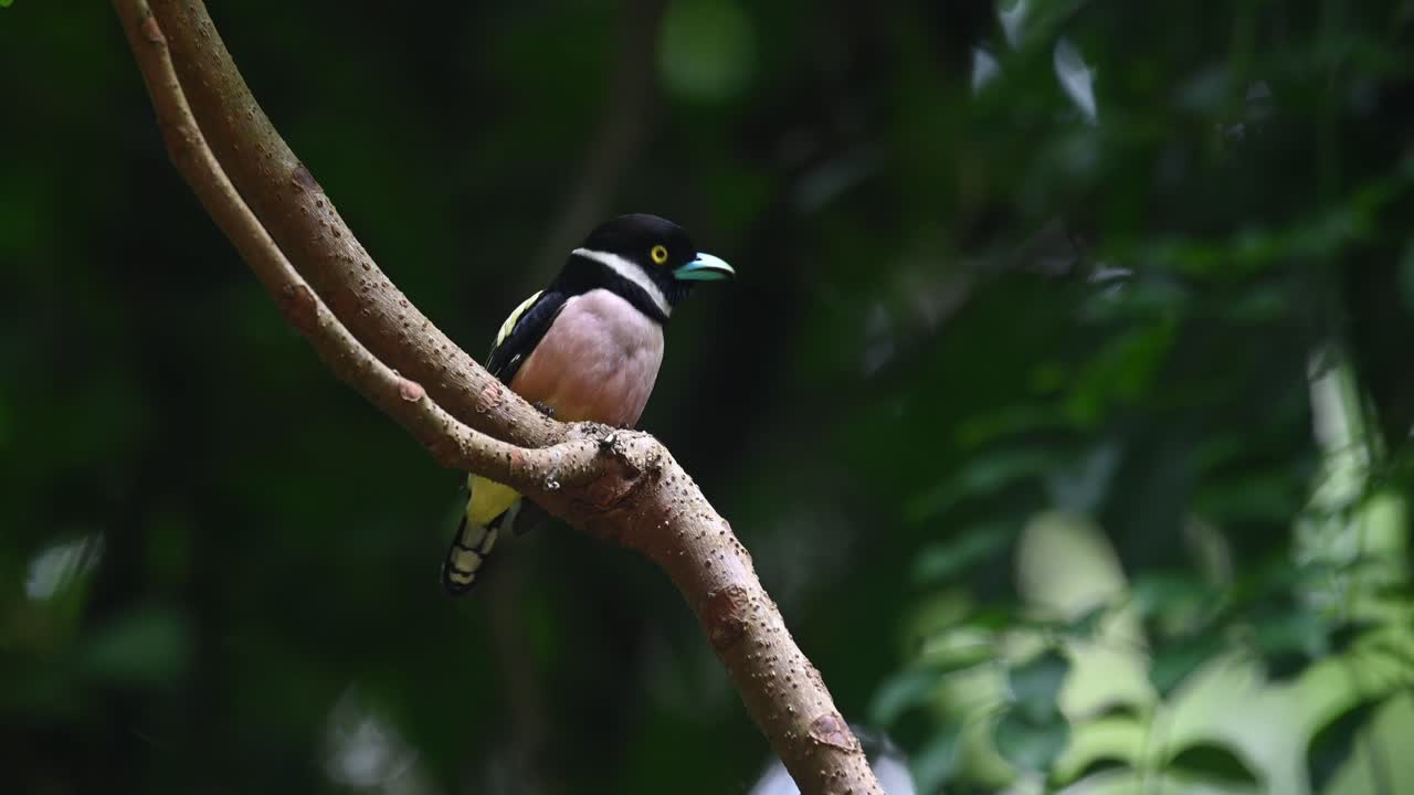 pico ancho negro y amarillo, eurylaimus ochromalus, parque nacional kaeng krachan