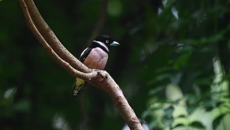 Black-and-yellow-Broadbill,-Eurylaimus-ochromalus,-Kaeng-Krachan-National-Park