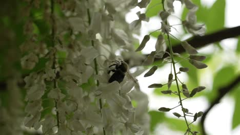 bee grasps flowers gathering nectar from deep inside, struggling to balance