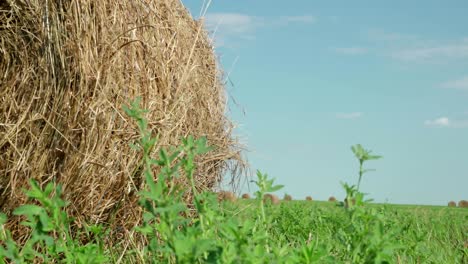 concepto de agricultura. balas de heno en un prado. campo rural en verano con balas de heno. vista de bajo ángulo
