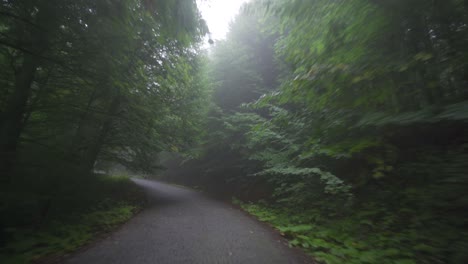 Forest-Road.