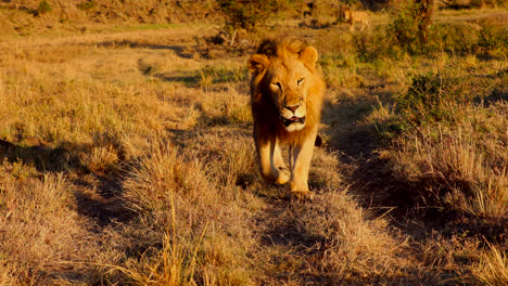 León-Macho-Caminando-Hacia-La-Cámara-Contra-La-Luz-Del-Sol-En-Maasai-Mara,-Kenia