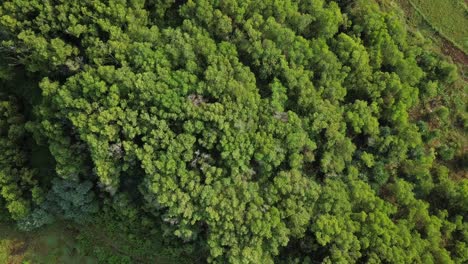 downward aerial view over the green forest on a mountain slope at wonosari indonesia