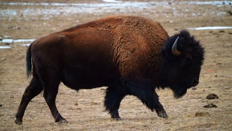 cinematic huge wild buffalos park walking by pine tree reserve evergreen genesse colorado yellowstone rocky mountains breathing cold fall winter afternoon snow yellow grass follow pan