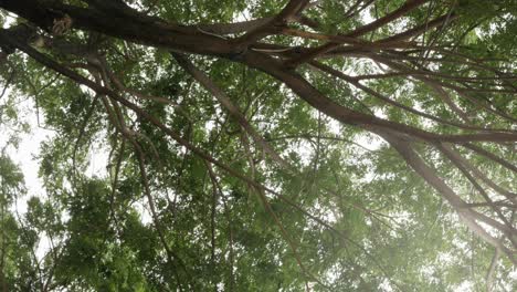 Vertical-video-Low-angle-view-look-up-at-the-top-of-the-natural-greenery-tropical-rainforest-trees-with-sunshines-in-Chiangmai,-northern-of-Thailand