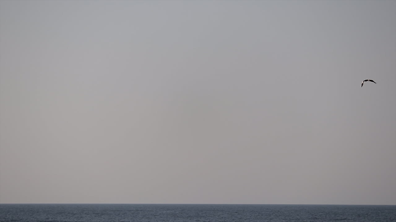 새 떼가 바다로 뛰어든다