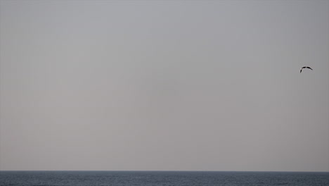 flocks of birds plunge into the sea