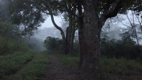 Vista-De-Los-árboles-En-La-Selva-A-Lo-Largo-De-Un-Pequeño-Sendero-Para-Caminar