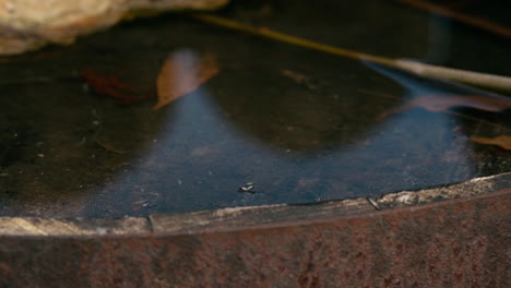 Two-non-biting-Chironomid-midges-mating-on-the-water-surface,-appearing-small-as-they-gently-drift