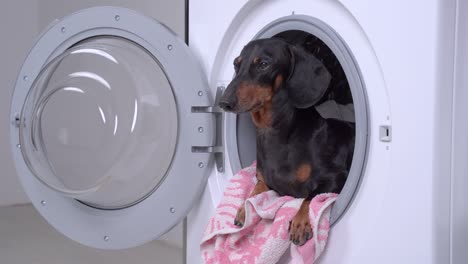 funny little dachshund peeping out from the opened washing machine drum with laundries. dog looks in different sides and run away.  indoors, humor concept of housekeeping daily routine.