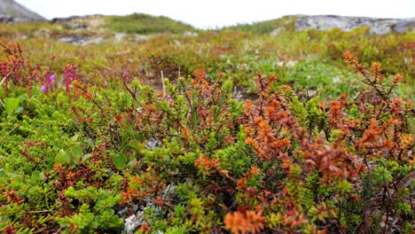 Arktischen-Tundra.-Schöne-Natur-Norwegen-Naturlandschaft.