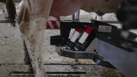 milking machine scrubs the udders of the dairy cattle inside the milking shed