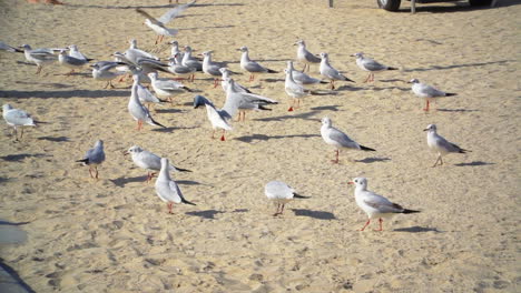 una colonia de gaviotas en la playa esperando ser alimentadas