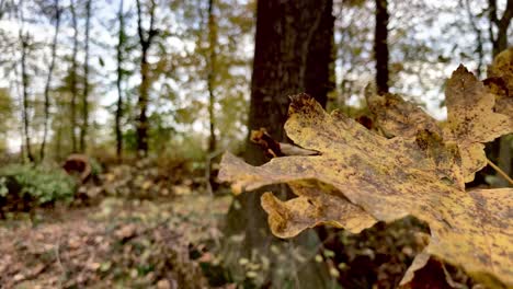 yellow autumnal leaves blowing on windy day,blurred forest in background,static