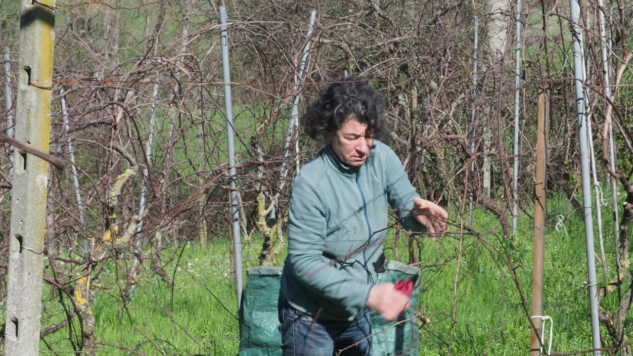 Strong independent caucasian Italian farmer prunes vines during late winter dormancy among bare rows in Martani hills, preserving tradition and quality grape production under soft seasonal light