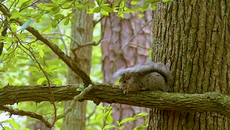 se ve una ardilla zorro delmarva escondida en una rama de árbol forestal