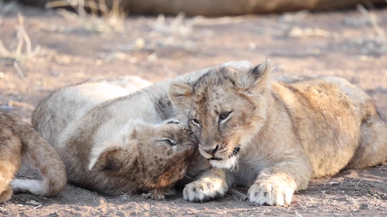 dois filhotes de leão brincalhões brincando afetuosamente na reserva de caça de mashatu, botswana