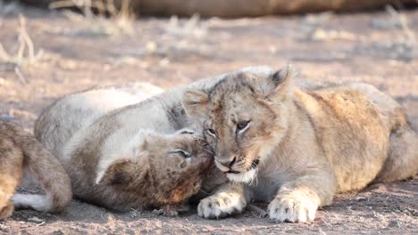 Dos-Cachorros-De-León-Juguetones-Jugando-Cariñosamente-En-La-Reserva-De-Caza-De-Mashatu,-Botswana