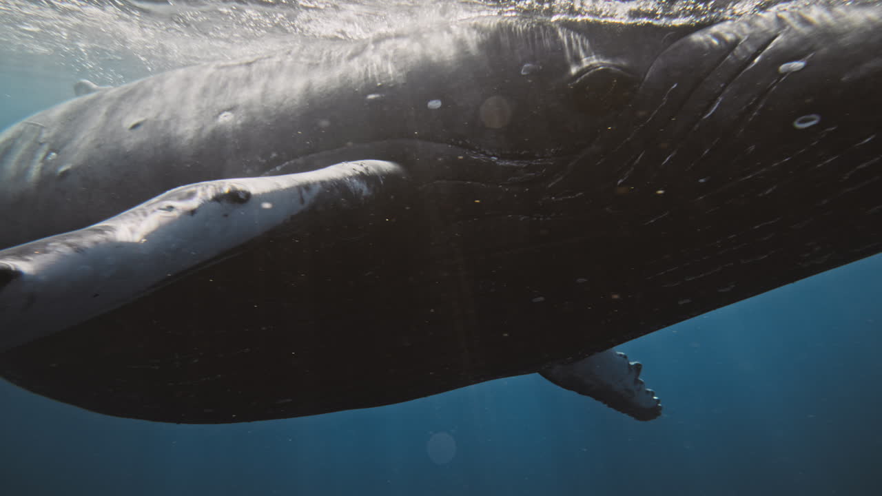 Medium view of Humpback whale head, eyes, and pectoral fin at ocean surface