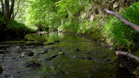 El-Río-Infantil-Esk-En-Los-Páramos-Del-Norte-De-York,-Aquí-Fluye-Tranquilamente-Debajo-De-Nuevas-Hojas-Verdes-En-Una-Sección-Boscosa