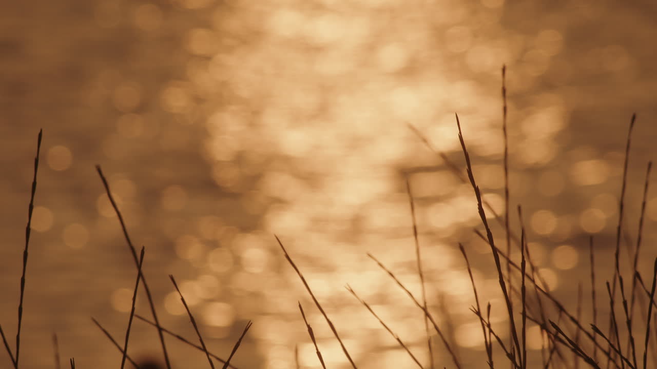 Reeds swaying in subtle sunset light