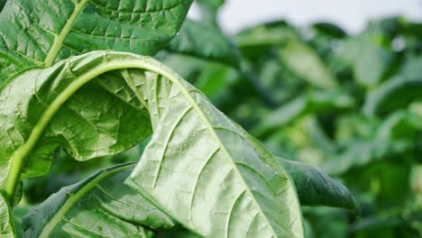 close up shot of old tobacco leaves swaying on the wind