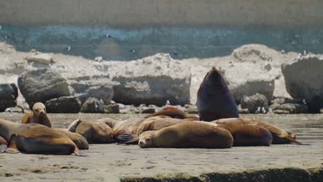 male sea lion surrounded by several females on patagonian colony - parallax slowmotion