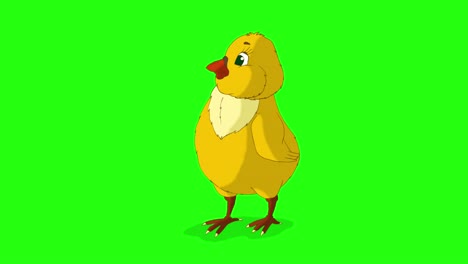 little orange chicken looks around (chroma key)