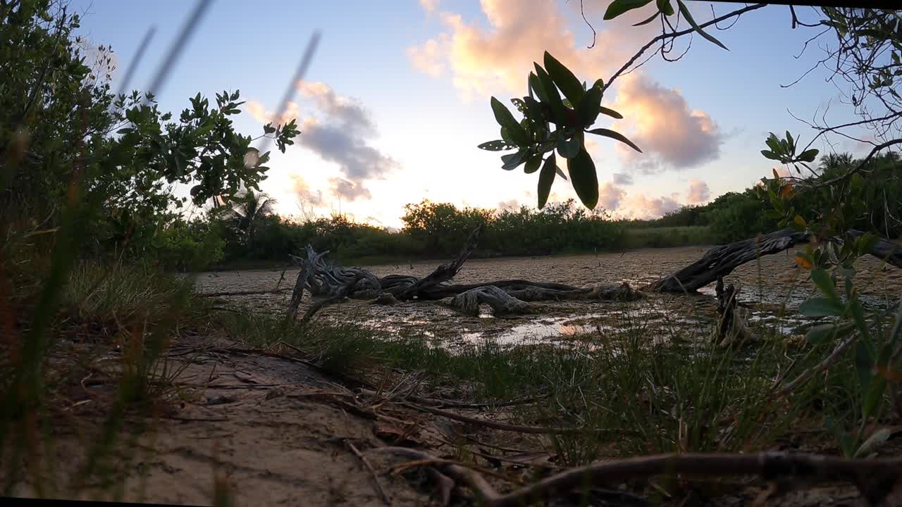 amanecer detrás de un manglar de madera a la deriva