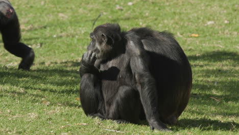 a chimpanzee eating some grass while sitting down in a zoo enclosure