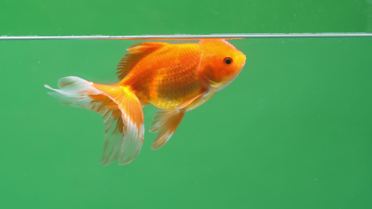 Gold Fish On Green Screen Background